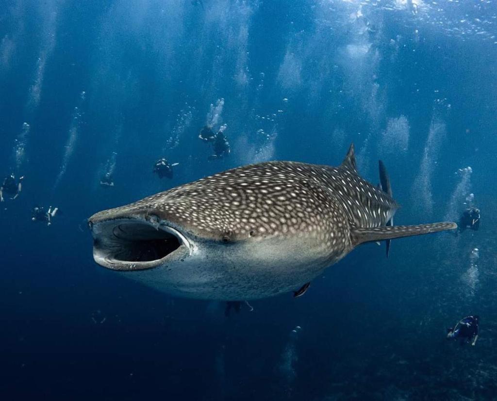 Raalhu Fonu Maldives Hotell Mahibadhoo Exteriör bild